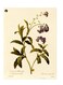 Printed Wall Sticker Multicolour 20cm