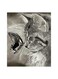 DIY Cat Theme Diamond Painting For Wall Decoration Black/Grey 40 x 30cm