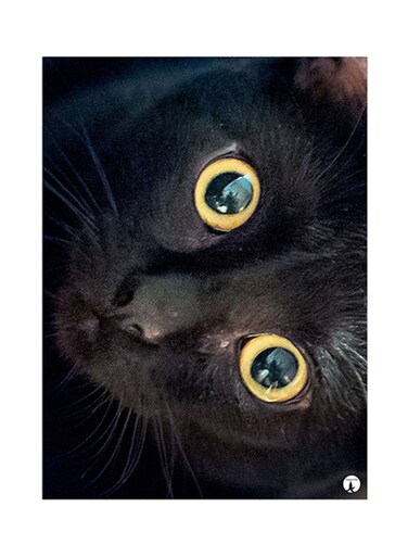 Cat Metal Plate Poster Black/Gold 15 x 20cm