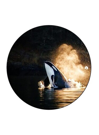 Sea Whale Printed Fridge Magnet Multicolour 5.5 x 5.5cm