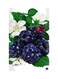 Printed Fridge Magnet Multicolour 8.5x0.4x5.5cm