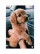 Printed Fridge Magnet Multicolour 8.5x0.4x5.5cm