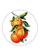 Oranges Printed Fridge Magnet Multicolour