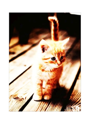 Cat Themed Metallic Plate Beige/Brown/Black 20x15cm