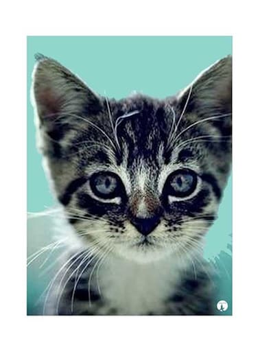 Cat Metal Plate Poster Multicolour 15 x 20cm