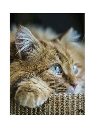 Cat Metal Plate Poster Multicolour 15 x 20cm