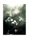 Flower Theme Printed Plate Grey/Black/White 20x15cm