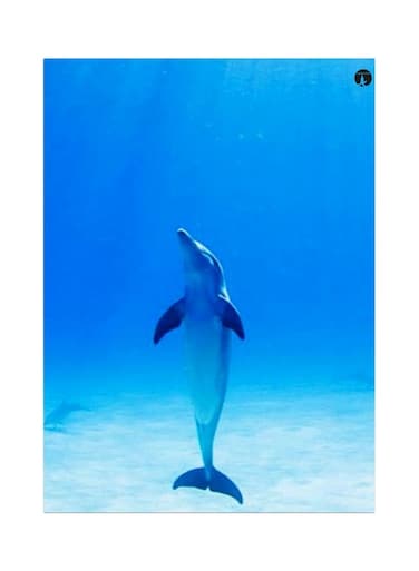 Dolphin Themed Metallic Plate Blue/White 20x15cm