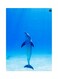 Dolphin Themed Metallic Plate Blue/White 20x15cm