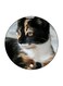 Cat Printed Fridge Magnet Multicolour 5.5 x 5.5cm