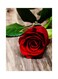 Rose Printed Decorative Plate Red/Green/Grey 20x15cm