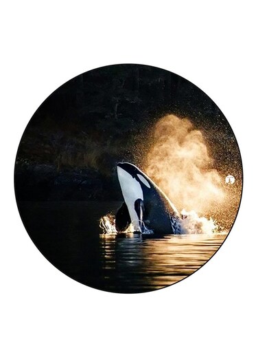 Whale Printed Fridge Magnet Multicolour