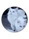 Cats Theme Printed Fridge Magnet White/Grey