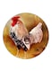 Rooster Printed Fridge Magnet Multicolour