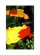 Printed Fridge Magnet Multicolour 8.5x0.4x5.5cm