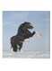 Horse Hidden Frame Canvas Wall Painting Blue/White/Black 50 x 50cm