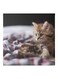Kitten Themed Canvas Wall Painting With Frame Brown/White/Black 50x50cm