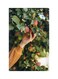Printed Fridge Magnet Multicolour 8.5x0.4x5.5cm