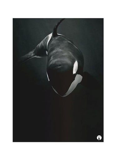 Killer Whale Metal Plate Poster Black 15x20centimeter