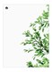 Printed Decorative Plate Green/White 15 x 20cm
