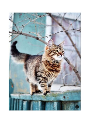 Metal Plate Of A Cat Poster Multicolour