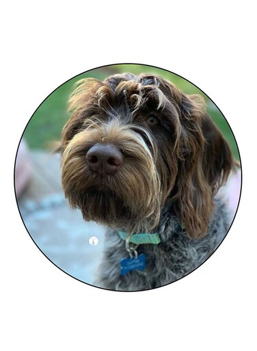 Dog Printed Fridge Magnet Multicolour