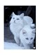 Cats Metal Plate Poster Black/White