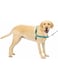 PetSafe Easy Walk No-Pull Dog Harness - The Ultimate to Help Stop Pulling Take Control &amp; Teach Better Leash Manners Helps Prevent Pets on Walks Large, Teal