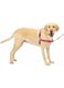 PetSafe Easy Walk Dog Harness - No Pull Large, Raspberry
