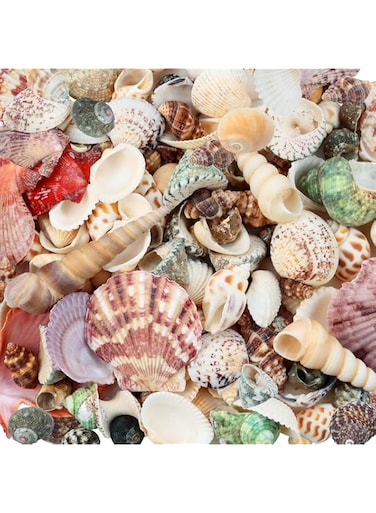 Weoxpr 200pcs Sea Shells Mixed Ocean Beach Seashells, Various Sizes Natural Seashells for Fish Tank, Home Decorations, Beach Theme Party, Candle Making, Wedding Decor, DIY Crafts, Fish Tan