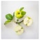 Scented Candle In Glass Apple/Light Yellow 12Hr