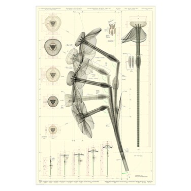 Poster Narcissus Tazetta 61X91cm