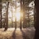 Scented Tealight Scandinavian Woods/White 3.5 Hr/30 Pack