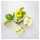 Scented Candle In Glass Apple/Light Green 12 Hr