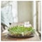 Scented Candle In Glass Fresh Grass/Light Green 50 Hr