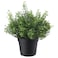 Artificial Potted Plant In/Outdoor Baby&rsquo;S Tears 9cm