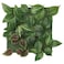 Artificial Plant Wall Mounted/In/Outdoor Green/Lilac 26X26cm