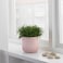 Plant Pot With Plants And Plant Pots You Can Easily Create A Personal Style Pink 12cm
