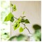 Scented Pillar Candle Scandinavian Woods/White 30 Hr
