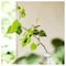 Scented Tealight Scandinavian Woods/White 3.5 Hr