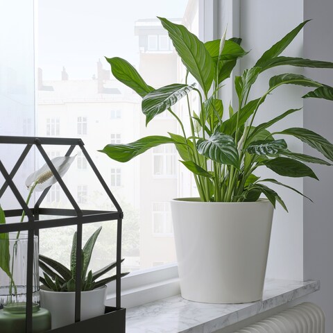 Plant Pot Simple And Timeless Plant Pot White 19cm