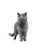 Royal Canin British Shorthair Adult Cat Food - 10kg