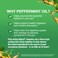 IBgard Gut Health Supplement Peppermint Oil Capsules for Abdominal Comfort 192 Capsules Packaging May Vary