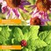 Herb PharmRapid Immune Boost Liquid Herbal Formula for Active Immune Support  2 Fl Oz