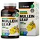 BIO KRAUTER Mullein Capsules for Lungs Detox 1200 mg  250 Respiratory Support Mullein Leaf Capsules  Vegan Mullein Supplement  Mullein Leaf Powder Caps  No GMOs  No Fillers