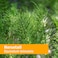 Herb PharmHorsetail Liquid Extract for Urinary System Support  1 Ounce