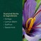 Gaia HerbsPro Nootropic Focus  Supports Healthy Concentration  with Saffron Extract Ginkgo Biloba Spearmint Extract  Lemon Balm Extract  40 Vegan Liquid PhytoCapsules 20 Servings
