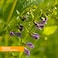 Herb PharmHerb Pharm Certified Organic Skullcap Liquid Extract for Nervous System Support 1 Fl Oz