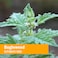 Herb Pharm Bugleweed Extract for Endocrine System Support  1 Ounce