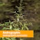Herb Pharm Andrographis Liquid Extract for Immune System Support 1 Fl Oz Pack of 1 DANDRO01